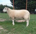 Franse Texelse ram van 60 kg te koop, Dieren en Toebehoren, Schapen, Geiten en Varkens, Mannelijk, Schaap