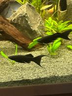 Black Mollys, Dieren en Toebehoren, Vis, Zoetwatervis