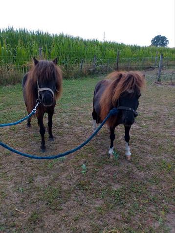Zeer kleine mini paardjes te koop beschikbaar voor biedingen