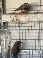 zebravink, Mannelijk, Tropenvogel