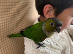 tamme Jonge pyrrhura, Dieren en Toebehoren, Vogels | Parkieten en Papegaaien, Tam