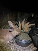 Konijnen, Dieren en Toebehoren, Konijnen, Meerdere dieren, Groot, 0 tot 2 jaar