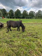 Shetland merrie met veulen te koop, Dieren en Toebehoren, Pony's, Merrie, Gechipt