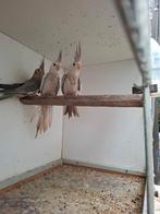 valkparkiet, Dieren en Toebehoren, Meerdere dieren, Parkiet