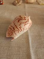 Schelp, Ophalen of Verzenden, Zo goed als nieuw