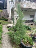 STRUIK, Tuin en Terras, Planten | Struiken en Hagen, Ophalen, Struik