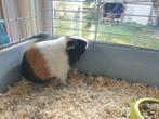 Cavia beer, Dieren en Toebehoren, Knaagdieren, September, Cavia