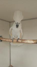 Witkuifkakatoe man 2015, Dieren en Toebehoren, Mannelijk, Papegaai, Geringd