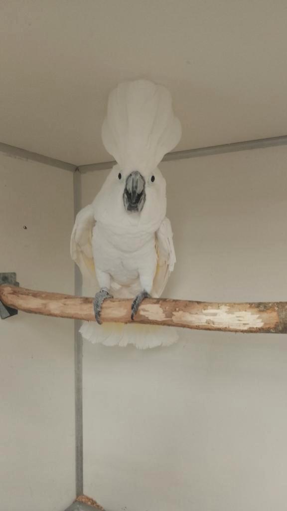 Witkuifkakatoe man 2015, Dieren en Toebehoren, Vogels | Parkieten en Papegaaien, Papegaai, Mannelijk, Geringd