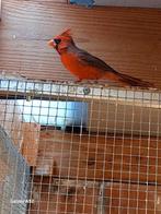 Rode kardinaal man vaste voetring 2025, Dieren en Toebehoren