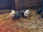 Dwerg Gottinger zeugjes, Dieren en Toebehoren, Vrouwelijk, Varken, 0 tot 2 jaar
