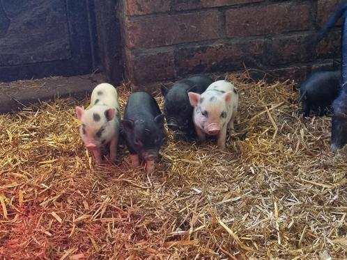 Dwerg Gottinger zeugjes, Dieren en Toebehoren, Schapen, Geiten en Varkens, Varken, Vrouwelijk, 0 tot 2 jaar