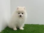 Dwergkees pups, België, Keeshond, 8 tot 15 weken, CDV (hondenziekte)
