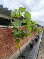 Catalpa in pot, Tuin en Terras, Ophalen, In pot