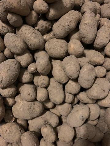Aardappel bintje 40 euro/kist van 550 kg, Ophalen