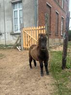 Schetlander hengste veuelen, Dieren en Toebehoren