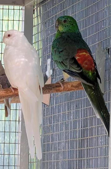 roodrugparkieten, Plusieurs animaux, Perruche