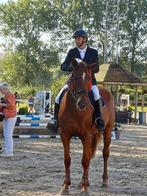 Mooi en makkelijk te rijden springpaard bwp merrie 5 jaar, Dieren en Toebehoren, Paarden, Merrie, Springpaard, Gechipt, 3 tot 6 jaar