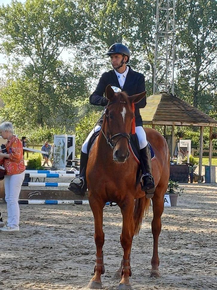 Mooi en makkelijk te rijden springpaard bwp merrie 5 jaar, Dieren en Toebehoren, Paarden, Merrie, L, 165 tot 170 cm, 3 tot 6 jaar