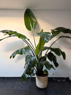 Strelitzia kamerplant, Huis en Inrichting, Kamerplanten, Ophalen, 200 cm of meer, Overige soorten, Halfschaduw