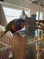 Koppel Tamme lori van de blauw bergen, Dieren en Toebehoren, Vogels | Parkieten en Papegaaien, Pratend