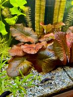 Aquarium planten, vissen te koop, Dieren en Toebehoren, Vissen | Aquariumvissen