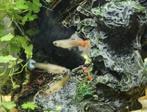 Guppy's baby's, Dieren en Toebehoren, Vis, Zoetwatervis