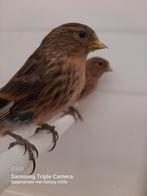 Ek fraters 2025, Dieren en Toebehoren, Vogels | Overige Vogels