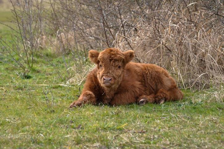 Mini runderen gezocht, Dieren en Toebehoren, Runderen, Meerdere dieren