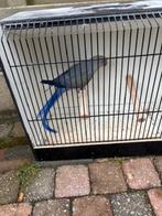 halsband mannen, Dieren en Toebehoren, Geringd