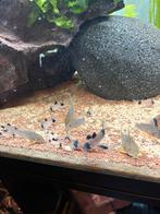 Corydoras sterbais, Vis, Zoetwatervis, Schoolvis