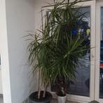 Plant, Tuin en Terras, Planten | Bomen, Ophalen