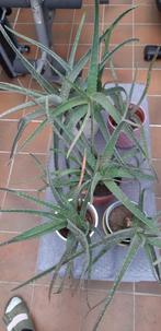 Cactussen, Huis en Inrichting, Cactus, 100 tot 150 cm, Halfschaduw, Ophalen