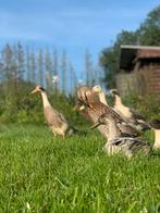 Broedeieren raszuivere indische loopeenden, Dieren en Toebehoren, Pluimvee, Geslacht onbekend, Eend