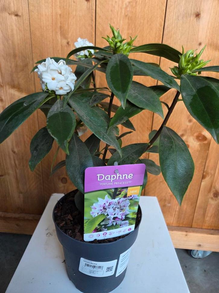 Peperboompje - Daphne, Tuin en Terras, Planten | Tuinplanten, Halfschaduw, Ophalen