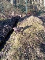 Mooien luikse koekoek haan, Juli, Mannelijk