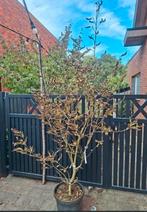 Magnolia Kobus & Daphne, Tuin en Terras, Planten | Bomen, Ophalen, Halfschaduw