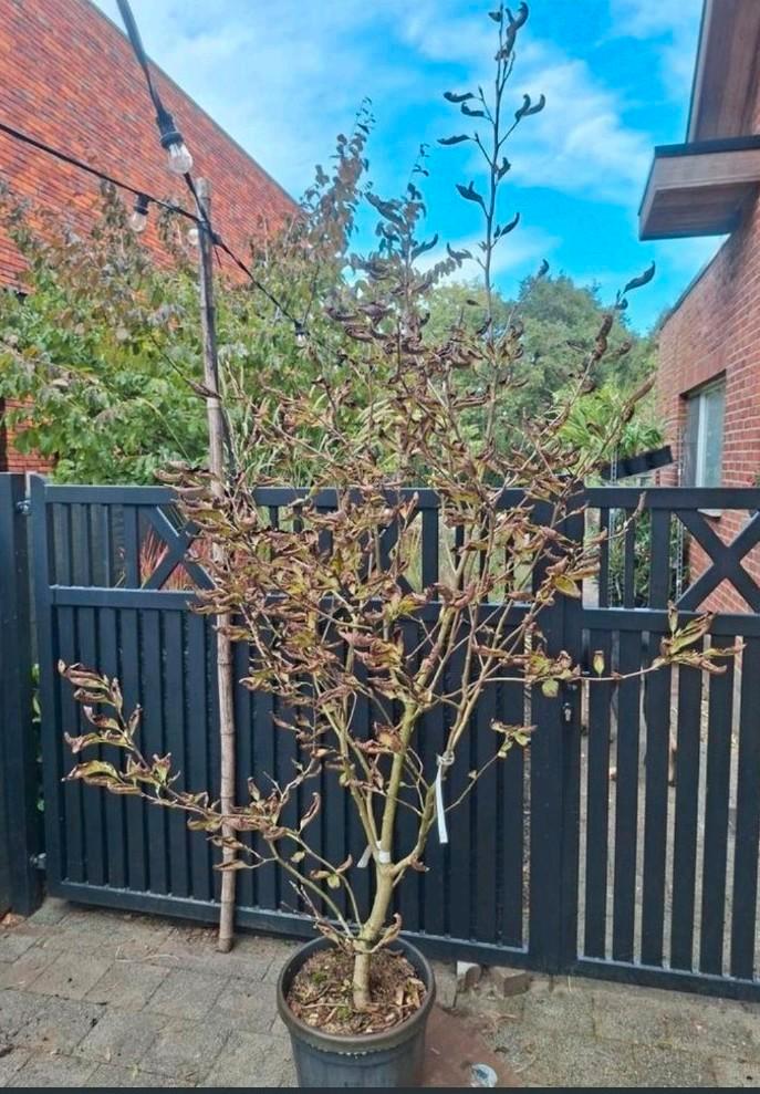 Magnolia Kobus & Daphne, Tuin en Terras, Planten | Bomen, Halfschaduw, Ophalen