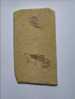 garnalen Gefossiliseerd dier - Carpopenaeus callirostris -, Ophalen of Verzenden