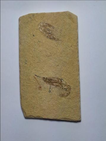  garnalen Gefossiliseerd dier - Carpopenaeus callirostris -  beschikbaar voor biedingen