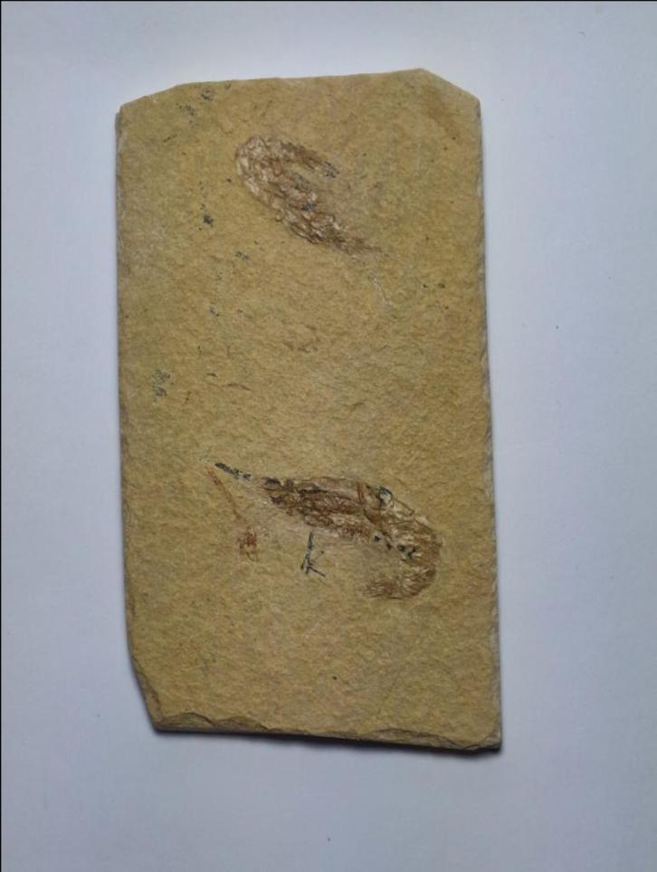 garnalen Gefossiliseerd dier - Carpopenaeus callirostris -, Antiek en Kunst, Antiek | Keramiek en Aardewerk, Ophalen of Verzenden
