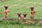 Boxer pups te koop, Dieren en Toebehoren, Honden | Bulldogs, Pinschers en Molossers, 15 weken tot 1 jaar, Overige rassen, Buitenland
