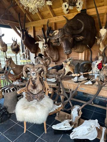 Jachttrofee curiosa taxidermie opgezette te koop, Enlèvement ou Envoi