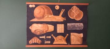 Ancienne affiche scolaire biologique "Escargot", Enlèvement ou Envoi