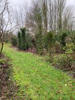 taxus  veldopruiming, Tuin en Terras, Ophalen, Taxus