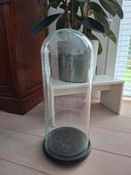 Grote antieke glazen stolp 50 cm, met houten voet., Huis en Inrichting, Woonaccessoires | Stolpen, Ophalen