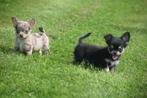 Chihuahua pups kleine taille, 15 weken tot 1 jaar, Buitenland, CDV (hondenziekte), Meerdere