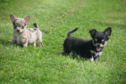 Chihuahua pups kleine taille, Dieren en Toebehoren, Honden | Chihuahua's en Gezelschapshonden, Meerdere dieren, Chihuahua, Fokker | Professioneel