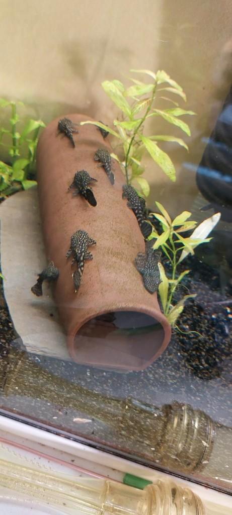 Jonge, bruine ancistrus - ruitenkuisers, Dieren en Toebehoren, Vissen | Aquariumvissen, Zoetwatervis, Vis