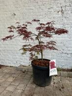 Acer, Tuin en Terras, Ophalen of Verzenden